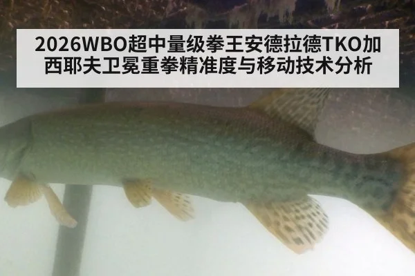 2026WBO超中量级拳王安德拉德TKO加西耶夫卫冕重拳精准度与移动技术分析